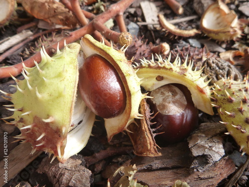 brown chestnut fallen on the ground