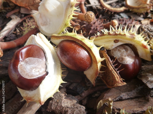 brown chestnut fallen on the ground