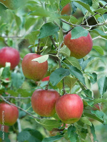 Wallpaper Mural リンゴ畑 Torontodigital.ca