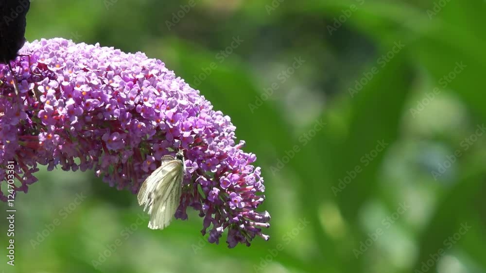 Butterfly  and bee on Flower