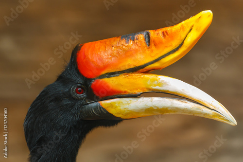 Rhinoceros hornbill,bird,animal, wildlife,zoo. photo