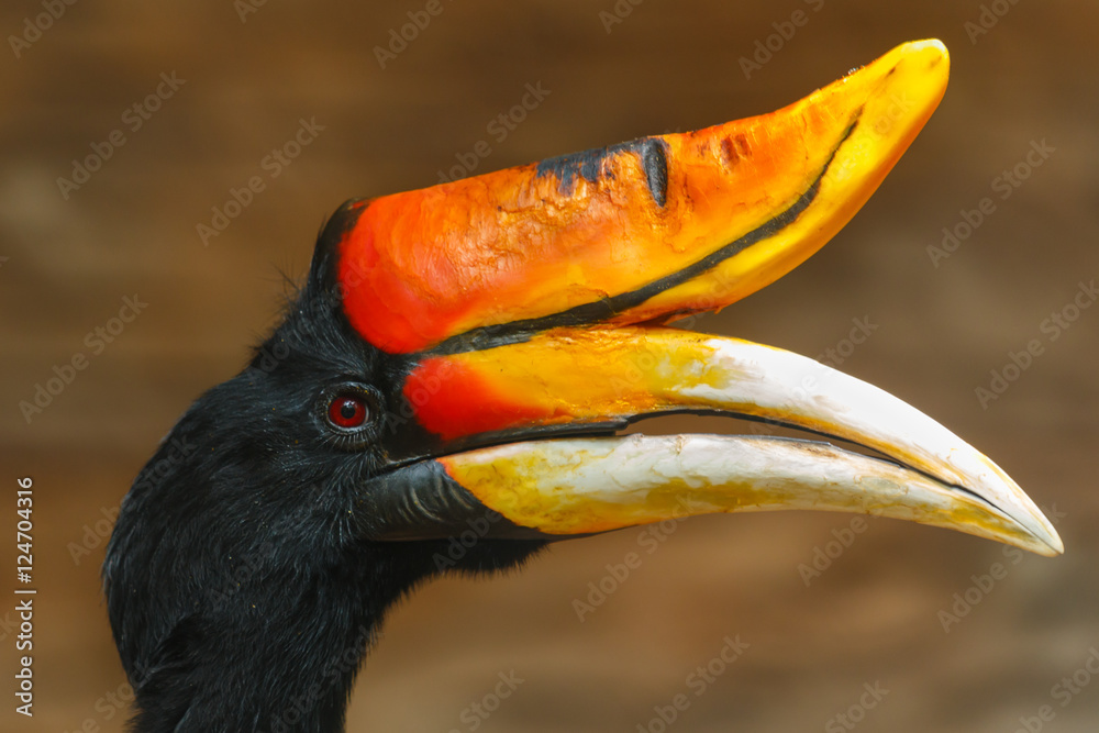Obraz premium Rhinoceros hornbill,bird,animal, wildlife,zoo.