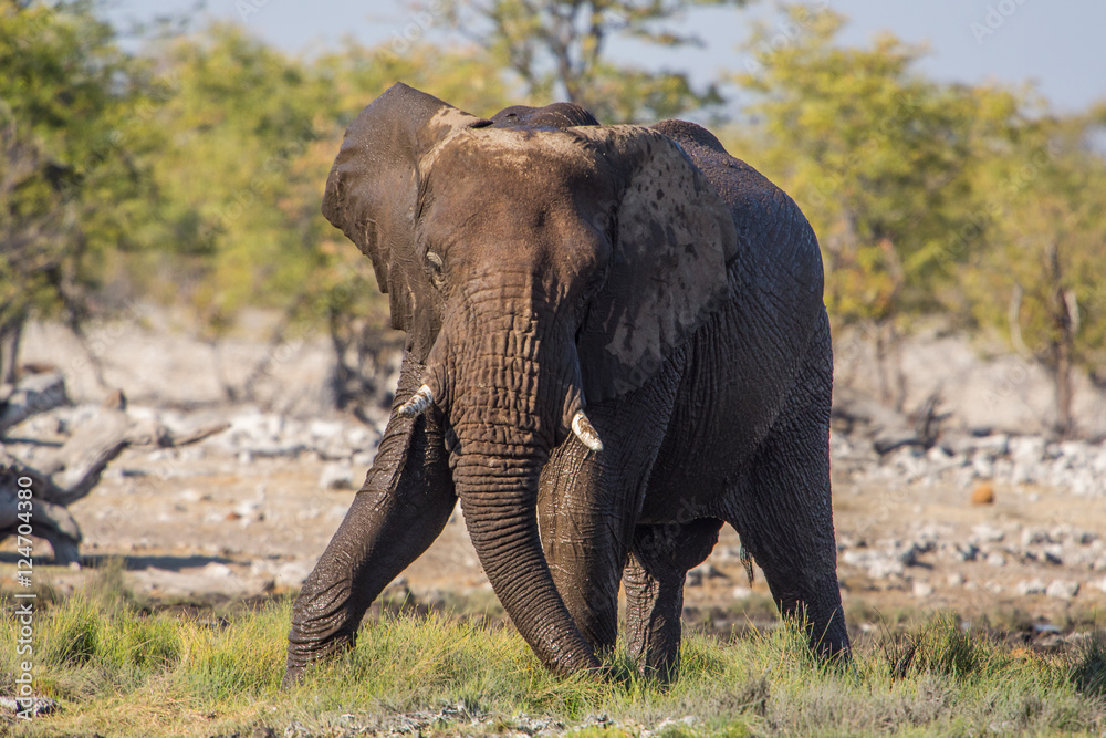 African elephant (Loxodonta africana), Etosha National Park, Namibia