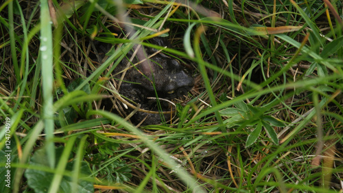 Frog in grass