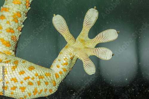 Fingers of Gecko on glass - vacuum feed macro - WALL STICKER