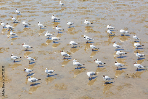 Seagull standing on the sea at Bang Pu beach, Thailand