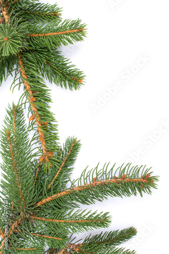 Christmas greeting card. Branch of fir on white background and c