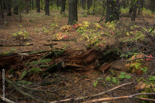 Dry fallen tree in autumn forest