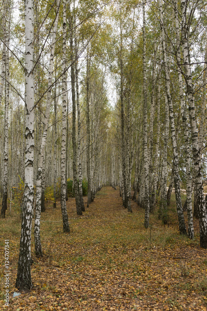 Obraz premium Autumn in the birch grove