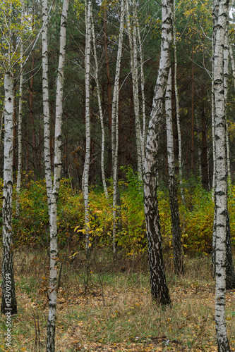 Fototapeta Naklejka Na Ścianę i Meble -  Autumn in the birch grove