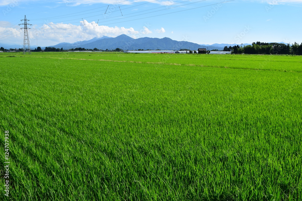 Obraz premium 田植え２ヶ月後の田園風景