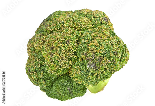 Old rotten broccoli on a white background