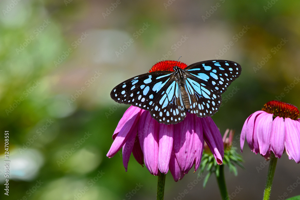 Blue Monarch Butterfly with pink flower in the garden Blue Monarch Butterfly with pink flower in the garden
