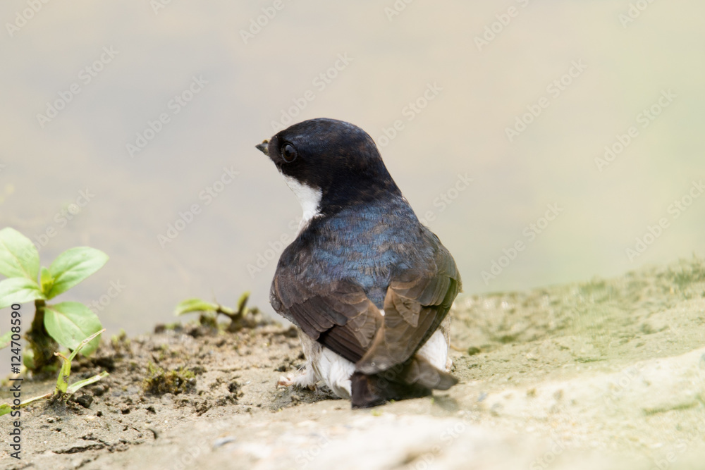 Obraz premium イワツバメ