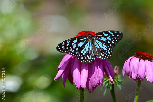 Blue Monarch Butterfly with pink flower in the garden