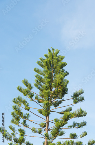 pine branches on blue sky