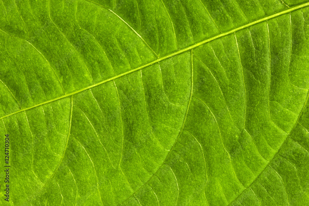 Obraz premium Leaf Texture./ Leaf Texture.