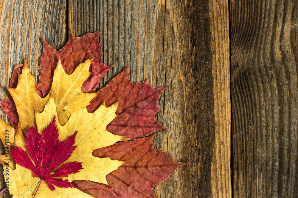 Autumn leaves background. / Autumn leaves background. Autumn leaves background. / Autumn leaves background.