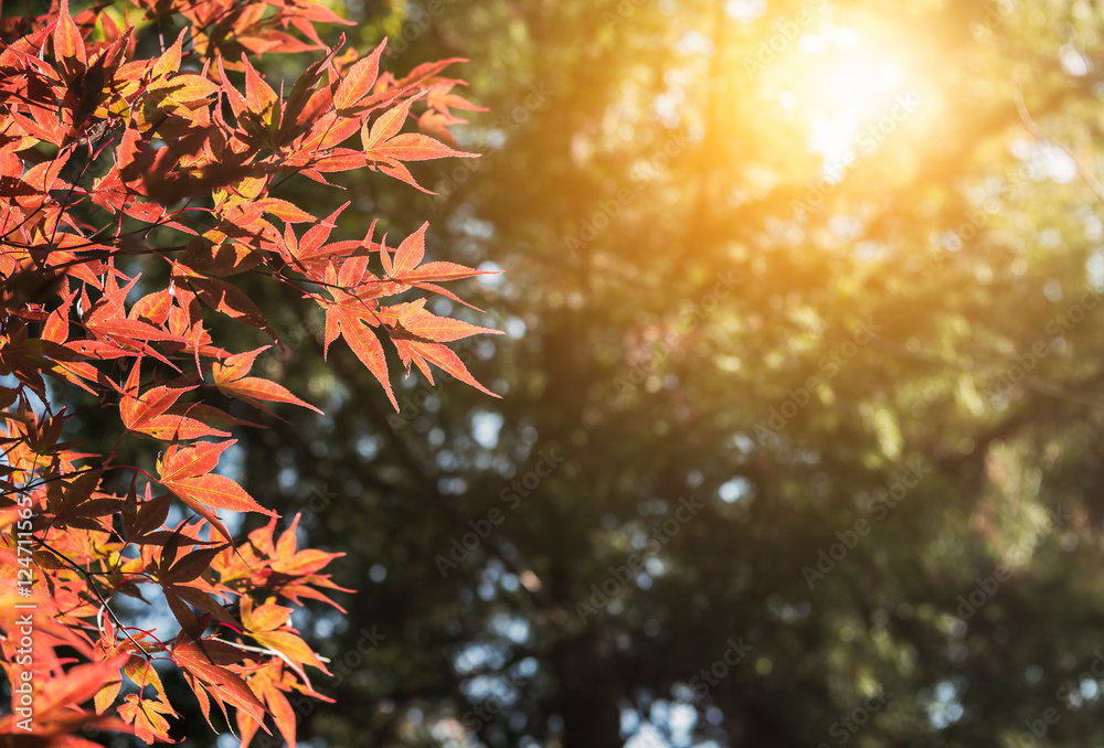 Red Maple leaf with sunlight Red Maple leaf with sunlight