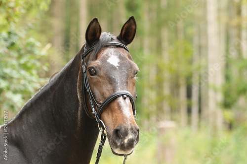 Portrait braunes Pferd (Senior) vor Wald © Petra Eckerl