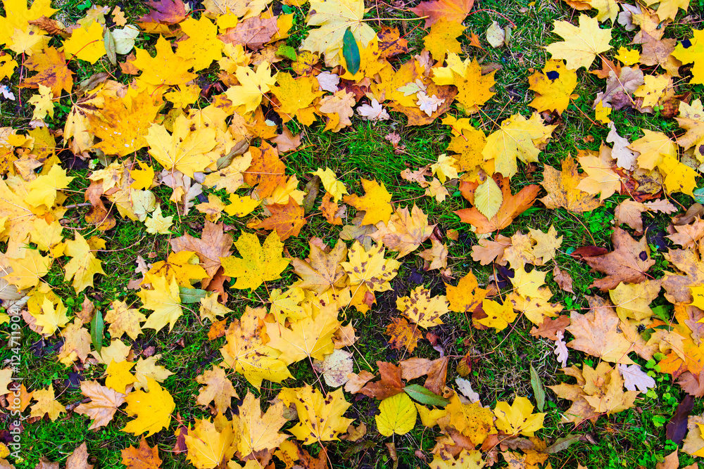 Colorful autumn leaves on the ground Colorful autumn leaves on the ground