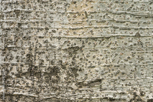 tree bark texture background