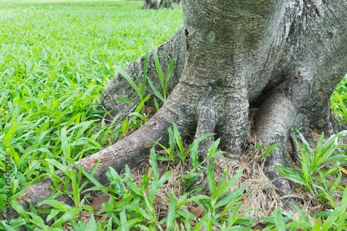 base of the tree in the garden