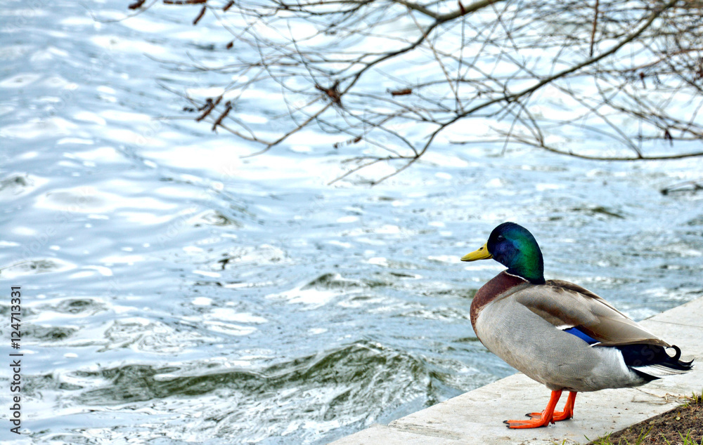 Fototapeta premium Chokolate