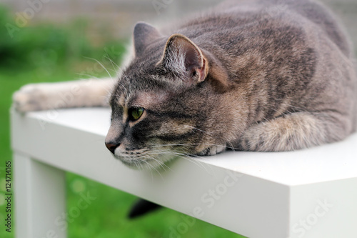 Beautiful gray relaxing elegant cat