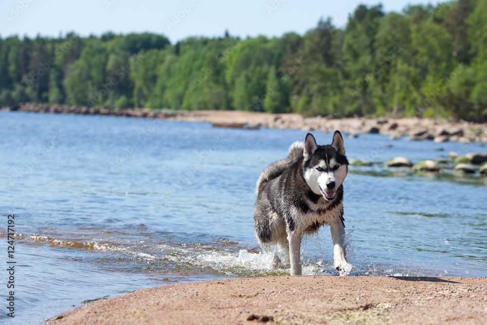 Dog Siberian Husky out of the water