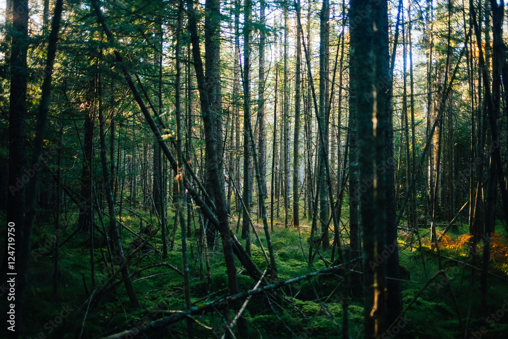Obraz premium Wild forests of Canada