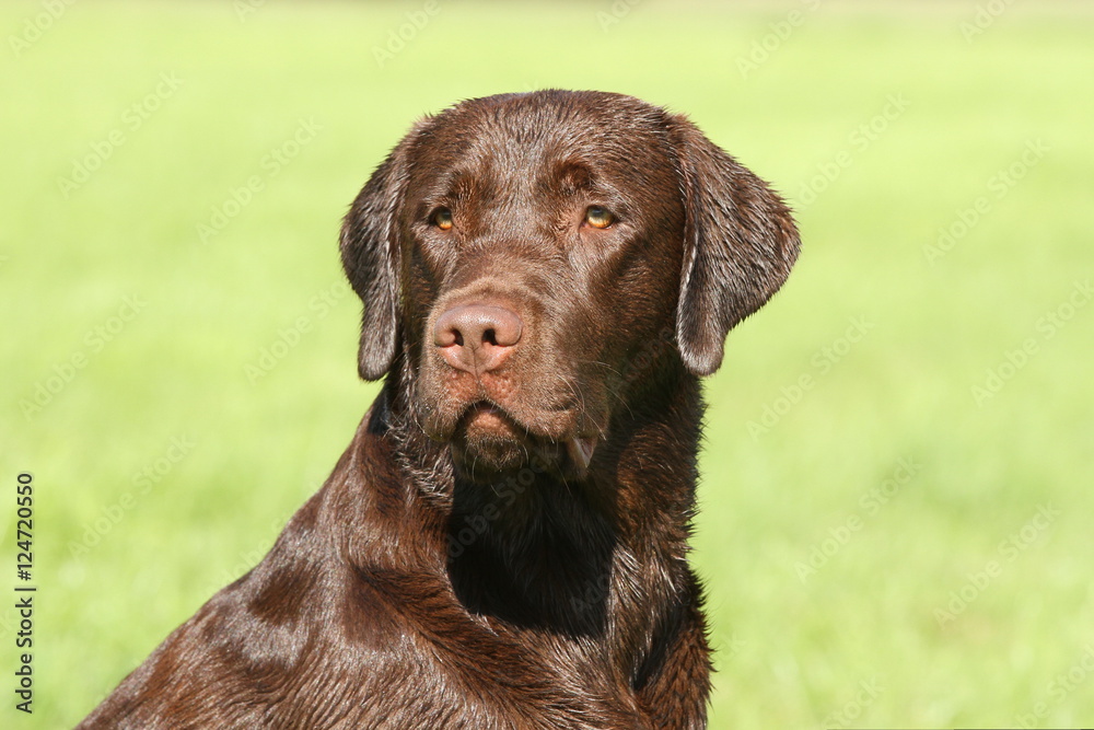 Portrait von einem Labrador Retriever (schokoladenbraun) Portrait von einem Labrador Retriever (schokoladenbraun)