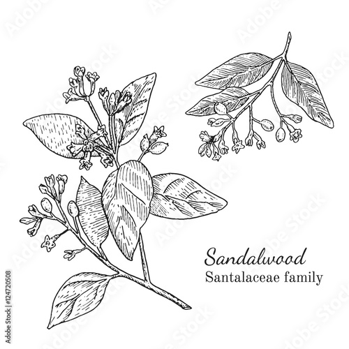 Ink sandalwood herbal illustration. Hand drawn botanical sketch style. Absolutely vector. Good for using in packaging - tea, condinent, oil etc - and other applications