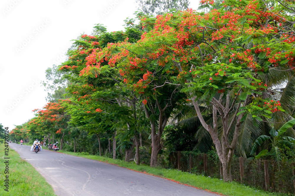 Naklejka premium Delonix regia flower, red summer flower in Mekong Delta, South of Vietnam
