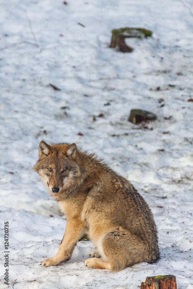Gray wolf (Canis lupus) standing in the snow - captive animal Gray wolf (Canis lupus) standing in the snow - captive animal