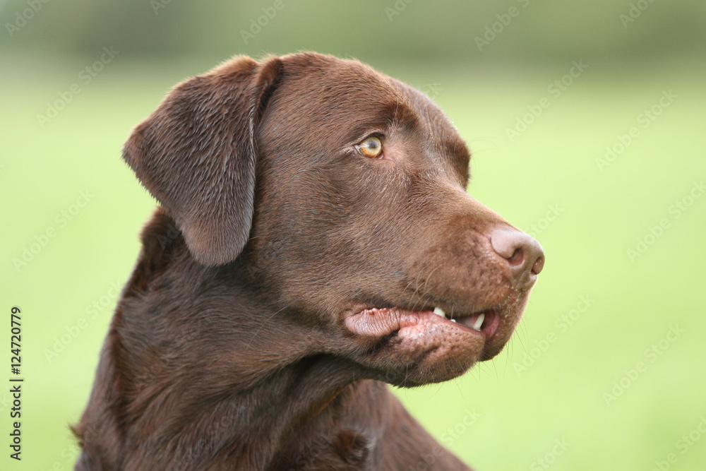 Seitenblick - schokoladenbrauner Labrador Retriever 