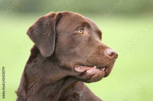 Seitenblick - schokoladenbrauner Labrador Retriever 