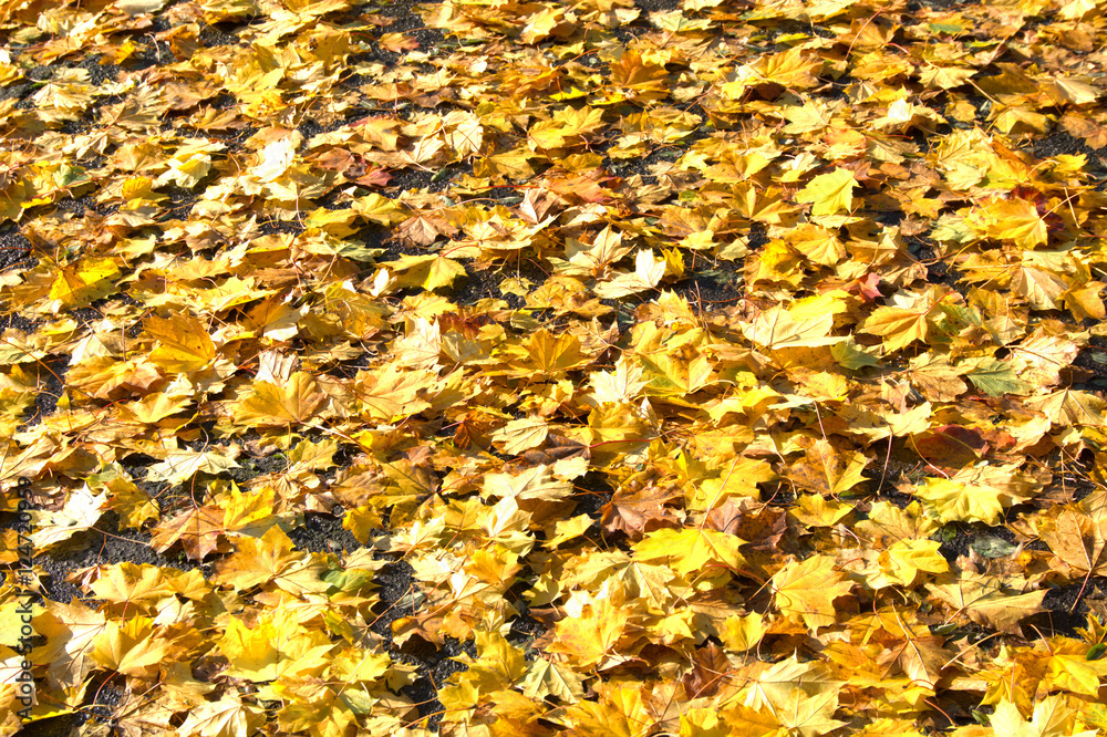 Herbstlaub vom Ahorn auf dem Boden Herbstlaub vom Ahorn auf dem Boden