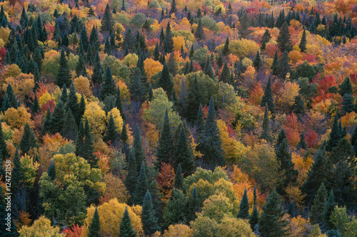Tableau sur toile Indian summer in Canada, fall colors