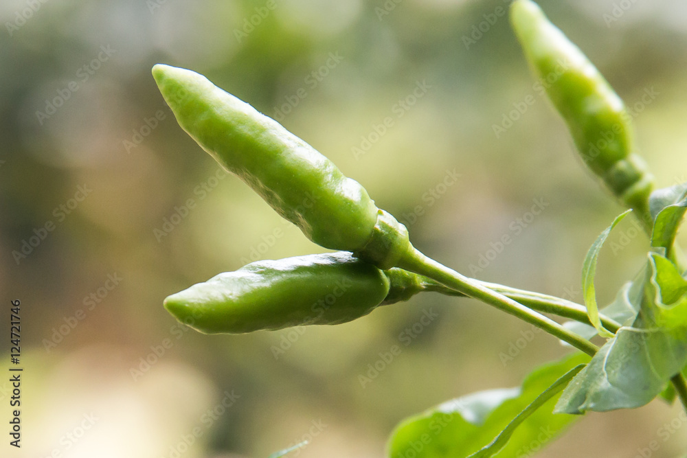 Green papper or guinea-pepper on a trees Green papper or guinea-pepper on a trees