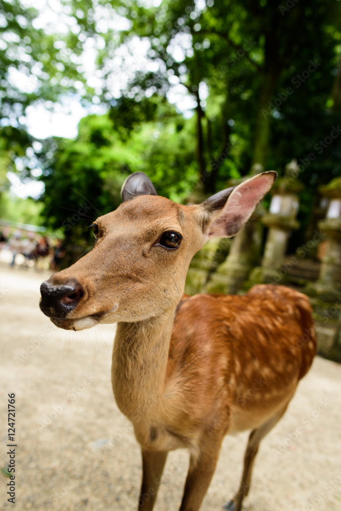 奈良公園の鹿 奈良公園の鹿