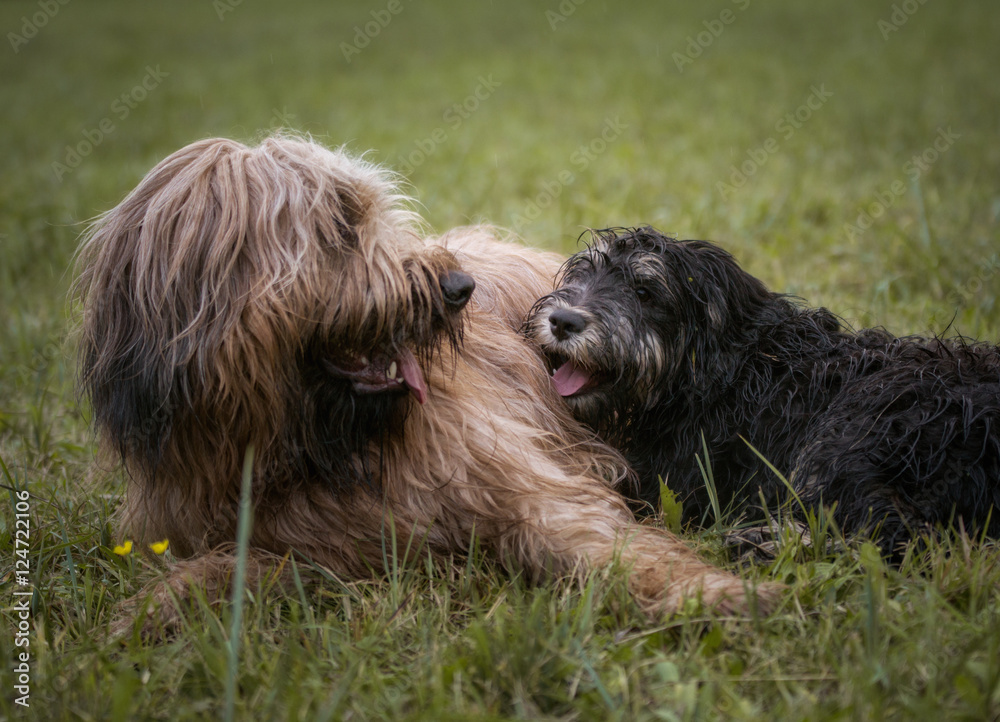 Hunde Freundschaft