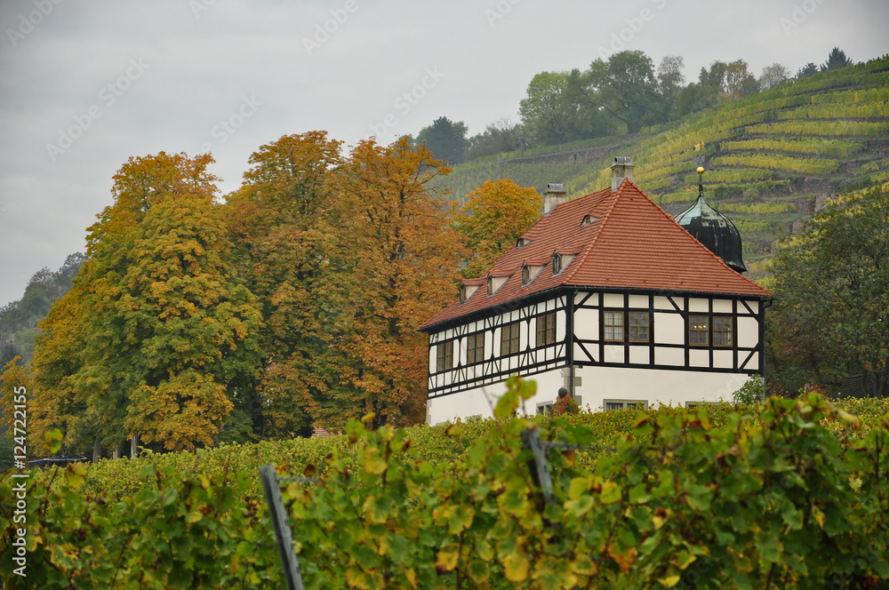 Obraz premium Weinberge