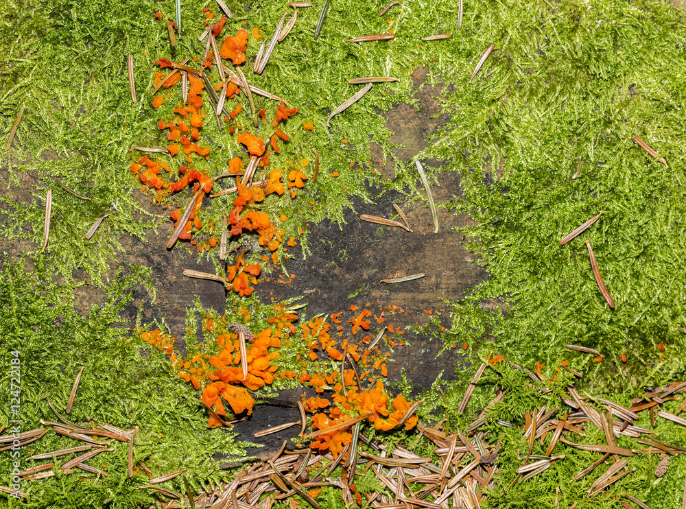 Group of Tremella aurantia growing