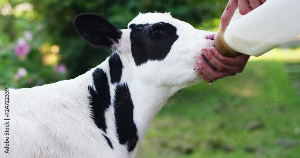 A calf puppy with pacifier in his mouth in garden of a farmer who raises him healthily, bio, to make it grow strong and sturdy with a proper diet. concept of love for animals, vegan, nature. A calf puppy with pacifier in his mouth in garden of a farmer who raises him healthily, bio, to make it grow strong and sturdy with a proper diet. concept of love for animals, vegan, nature.