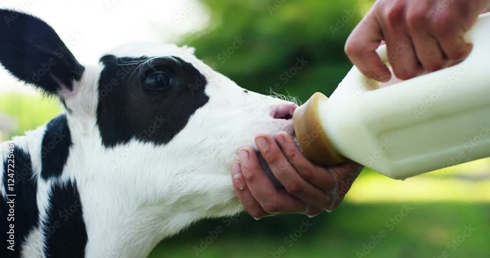 A calf puppy with pacifier in his mouth in garden of a farmer who raises him healthily, bio, to make it grow strong and sturdy with a proper diet. concept of love for animals, vegan, nature.