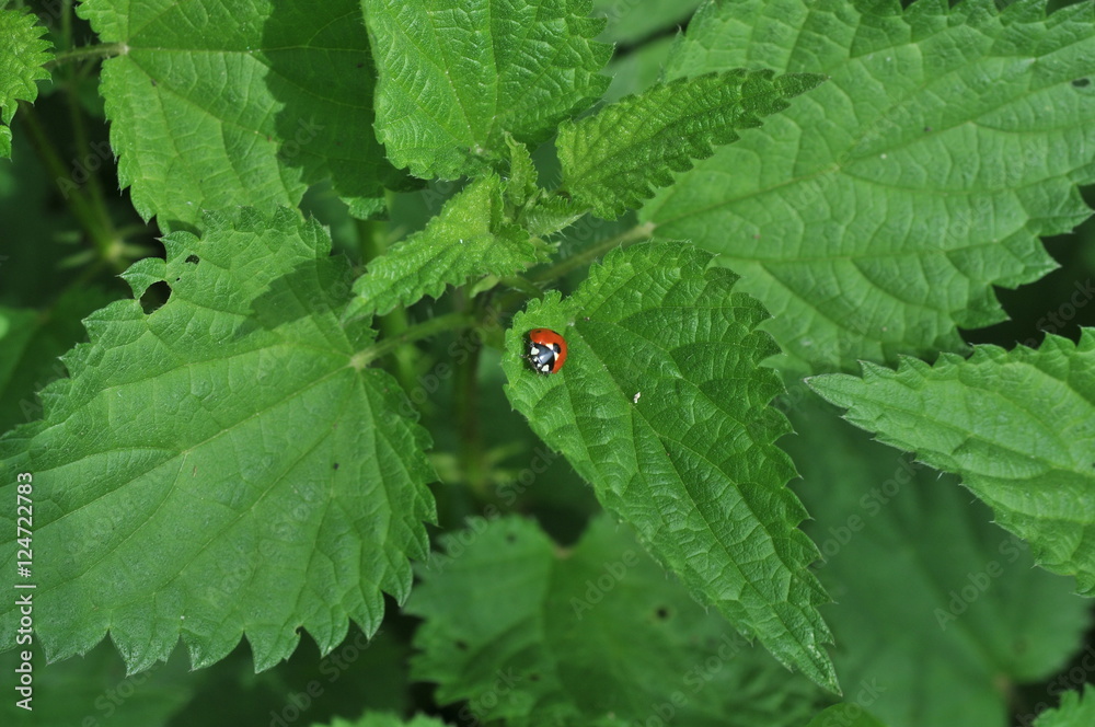 la coccinelle la coccinelle