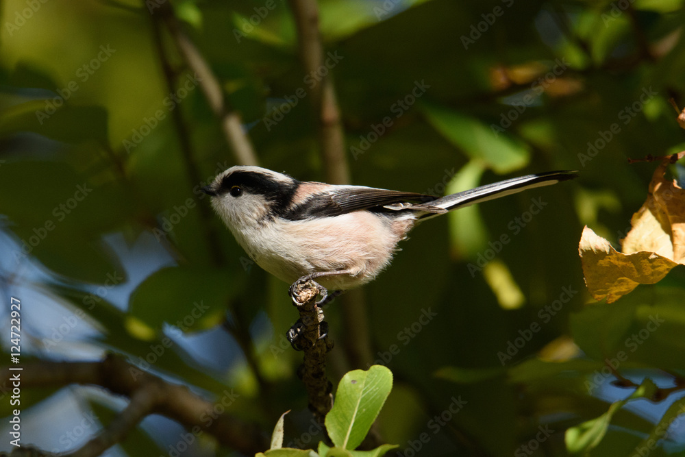 Obraz premium エナガ