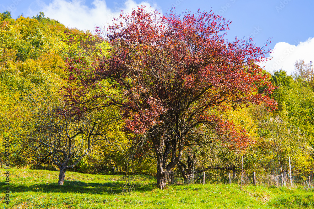 Naklejka premium Meadow with trees with autumn colors/ autumn/ trees/ colurs/ green/ meadow