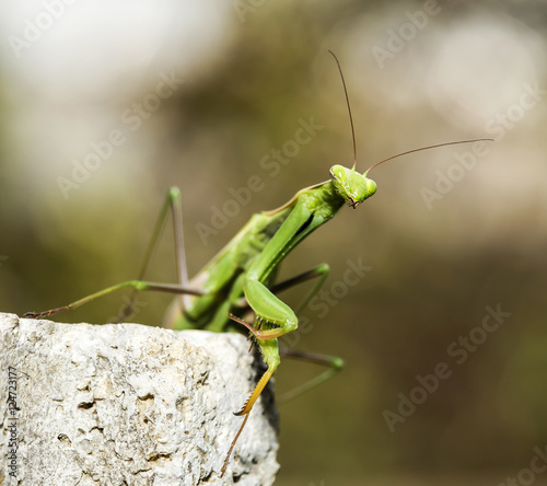 Mantis religiosa posing © photosampler